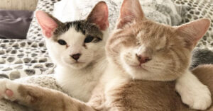 Stel redt blinde kitten en keren dan terug om zijn broertje ook te redden!