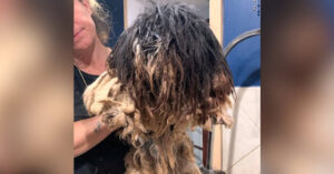 Deze verwaarloosde hond krijgt een hoognodige make-over…