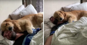 Hilarisch: baasje móét wakker worden van golden retriever