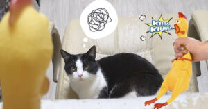 Baasje komt aanzetten met gek speeltje dat ook nog eens rare geluiden maakt..