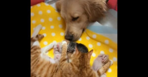 Schitterend: lieve golden retriever kijkt vredig naar een nestje pasgeboren kittens!