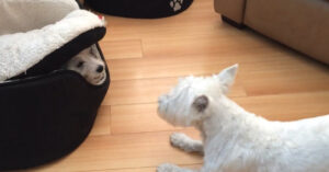 Schattige pup speelt verstoppertje met andere hond!