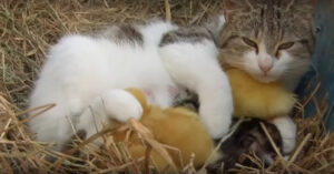 Zij reist de wereld af om de meest bizarre vriendschappen tussen dieren te onderzoeken..