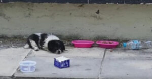 Arme pup wordt gedumpt… op een schoolplein..