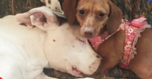 Deze geadopteerde pitbull is grootgebracht door 6 teckels…