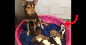 Pup wordt in asiel geboren en heeft een wel hele schattige… snor!
