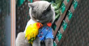 Wie zei er dat katten en vogels niet samen kunnen leven?