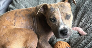 Deze zwerfhond is 5 maandjes oud als ze wordt aangetroffen op straat