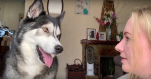 Hilarisch gesprek tussen baasje en haar husky en wel mét ondertiteling!