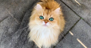 De ogen van deze katten worden ook wel zo mooi als juwelen genoemd..