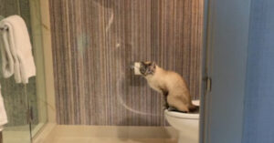 Kijk eens aan: deze slimme kat is keurig opgevoed!