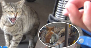 Zij willen niets anders dan deze kleine kittens redden..