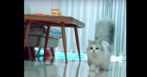 Deze beeldschone kat loopt alsof ze over de catwalk heen walst..