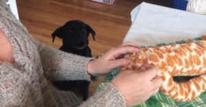 Komische labrador wacht wel heel geduldig op haar speeltje dat gerepareerd wordt..