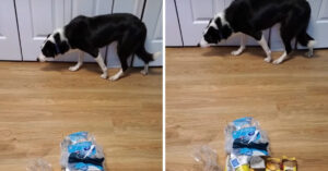 Schuldige hond verandert in ‘standbeeld’ als ze terecht wordt gewezen!