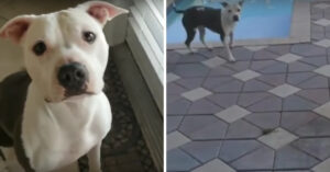 Deze hond mag absoluut niet in het zwembad..