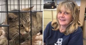 Deze kat werd maar liefst 11 jaar geleden als vermist opgegeven…