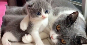 Baby kitten wil geen bad van mama…