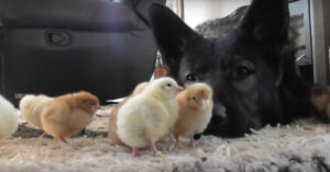 Enorme Duitse herdershond kijkt wel heel lief toe als deze kuikentjes voorbij lopen…