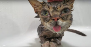 Kleine kat met ‘gek’ uiterlijk mag in bad… En dat vindt ze leuk!