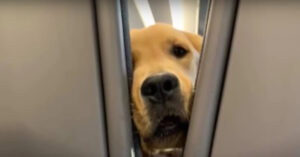 Grappige hond verveelt zich op de vlucht en dat laat hij duidelijk merken!