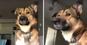 Deze hond mag thuis niet blaffen en maakt daarom wat gekke geluiden… Luister maar!