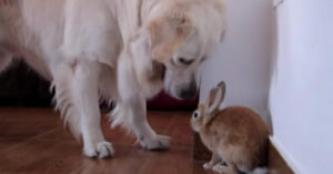 Deze schattige golden retriever wil dolgraag spelen met dit konijntje…