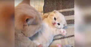 Simpel, maar zó mooi: teller van video van kat die kitten schoonlikt loopt al richting de miljoen!