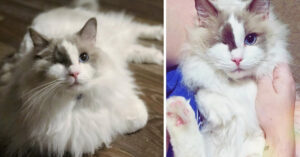 Familie brengen kat met één oog naar asiel: “omdat hij teveel speelt”