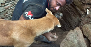 Moederhond helpt haar redders met het opgraven van haar in de puin bedolven puppy’s…