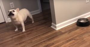 Deze Franse buldog is op dieet en dus moet hij genoegen nemen met minder eten…