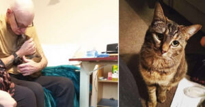 Man moet kat noodgedwongen wegdoen als hij in een opvang gaat wonen..