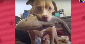 Deze ‘stoere’ hond gaat nergens heen…. zonder haar knuffel!