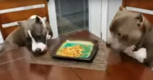 Deze honden zijn druk aan het eten. Maar let op als hun baasje een commando geeft!