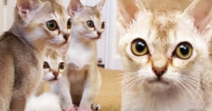 Maak kennis met de Singapura: het kleinste kattenras dat er bestaat…