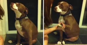 De nagels van deze hond moeten worden geknipt. En die vindt dat niet leuk!
