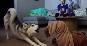 Kleine hond zit onhandig vast in een pyjama….