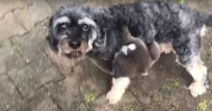 Gossie: verdwaalde baby koala verwart voorbijlopende hond voor zijn moeder