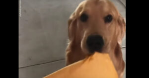 Deze hond reageert zoals iedereen die verwachtingsvol op een pakketje wacht!