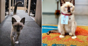 Weeskitten schuilt tijdens hevige storm in een advocatenkantoor