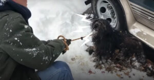 Deze verwaarloosde zwerfhond is door de kou vastgevroren aan de grond…