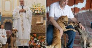 Braziliaanse priester redt zwerfhonden en neemt ze mee naar kerkdienst!