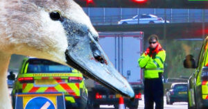 Er begeven zich 3 zwanen op de ringweg… En dus besluit de politie de boel af te zetten!