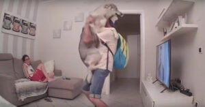 Husky kan enthousiasme maar moeilijk bewaren bij thuiskomst van z’n baasje