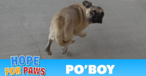 Ook dit piepkleine hondje moet zich in z’n uppie redden op straat…