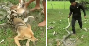 Jonge kids worden geprezen voor heldendaad: redden van hun hond uit dodelijke greep slang
