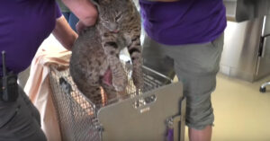 Deze mensen zijn actief bij de Big Cat Rescue. En dit is wel een erg grote kat!