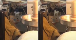 Hi-la-risch: zie deze kleine hond eens headbangen op de beat van ‘Jump Around’!