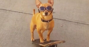 Deze hond is dol op skateboarden! En hij leert het ook nog eens aan andere honden!