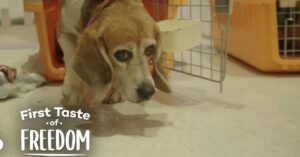 Deze beagle leefde jarenlang in een kleine laboratoriumkooi
